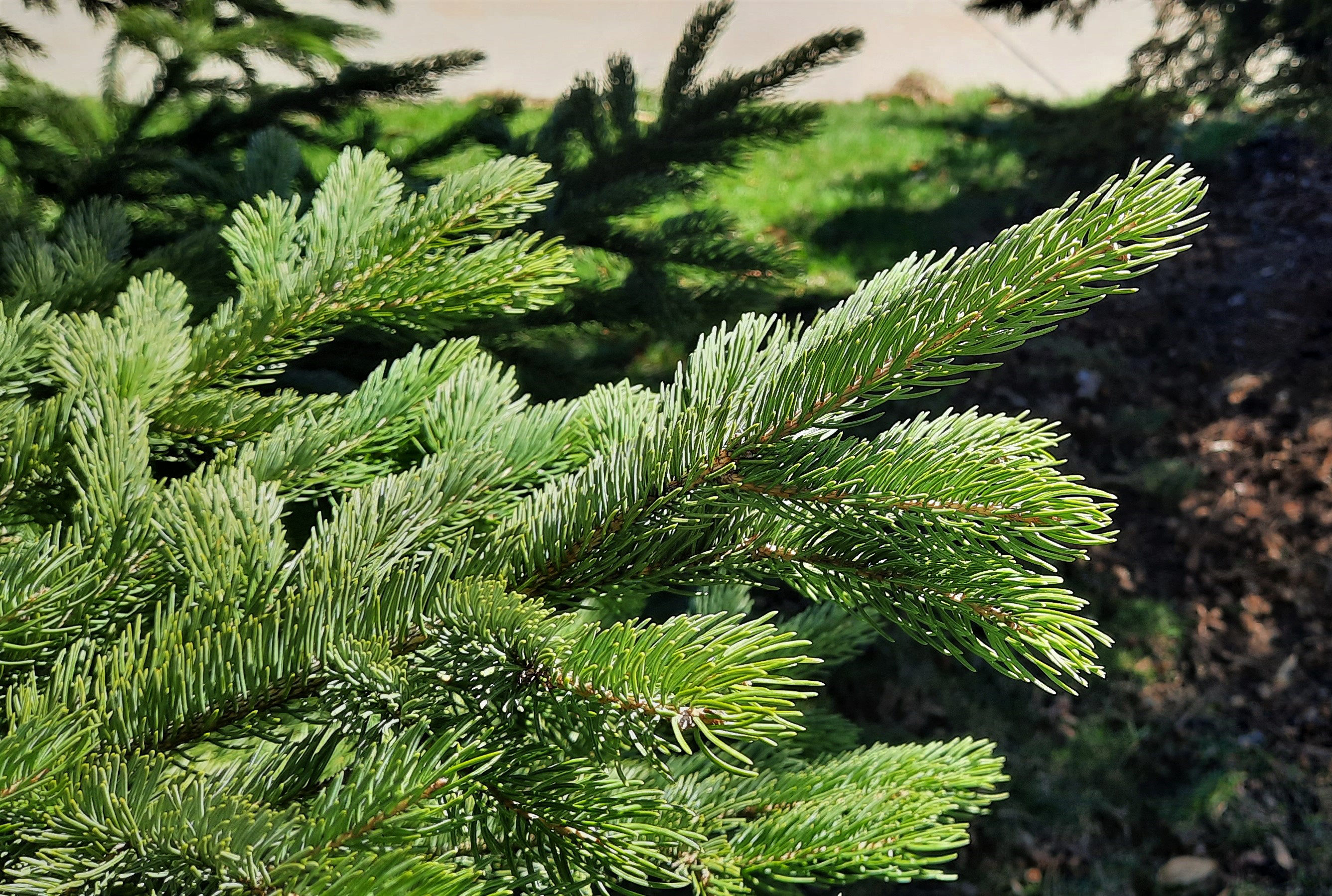 White spruce